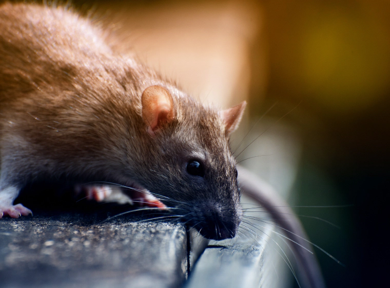 rodent peeking over ledge tucson az