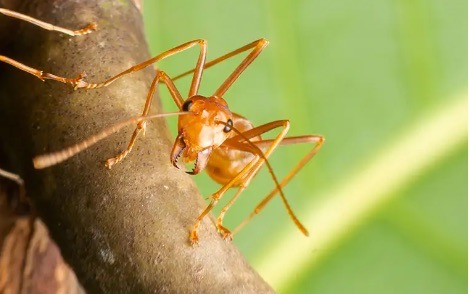 ants image Large