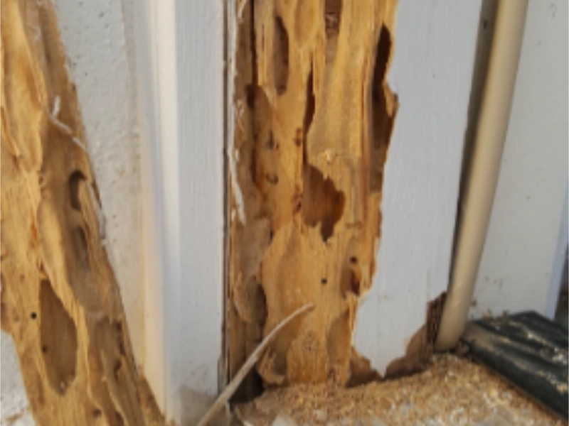 termite control tucson az