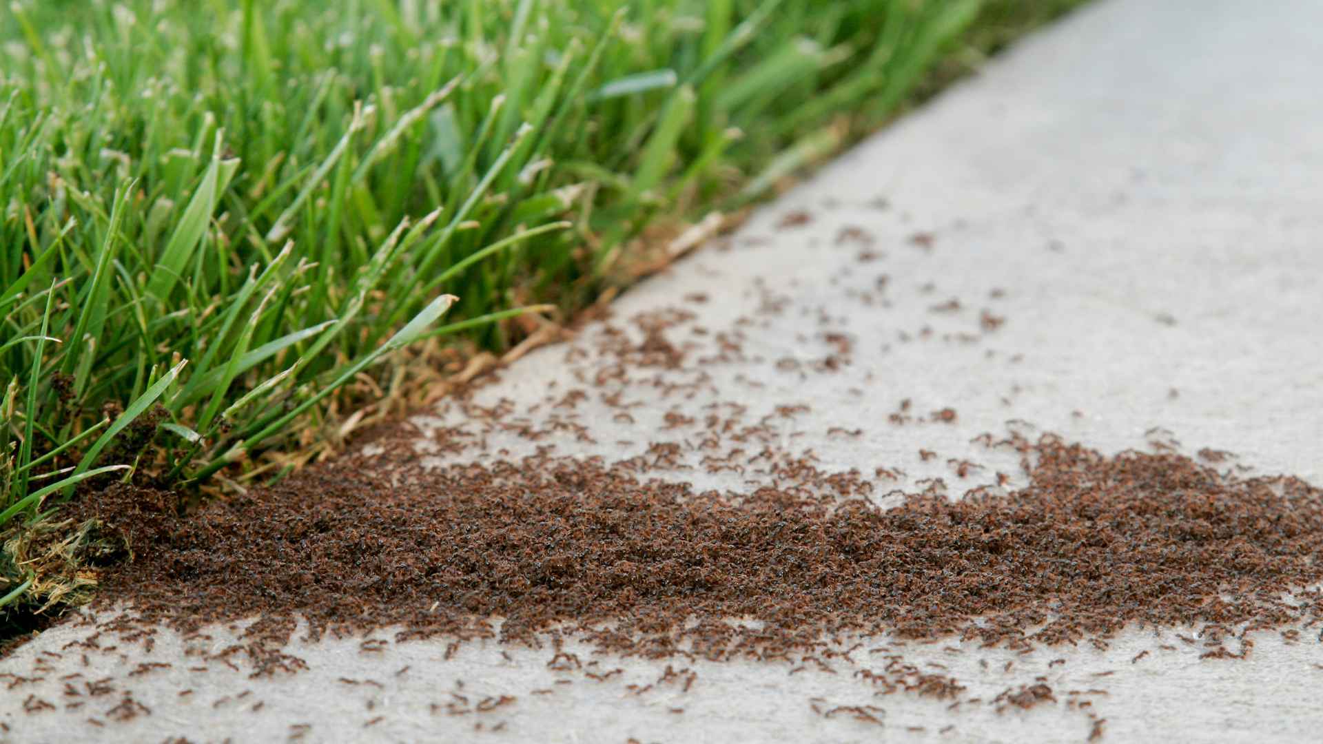 Top Notch Pest Control Service in Catalina AZ