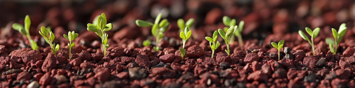Weeds growing through red gravel after monsoon